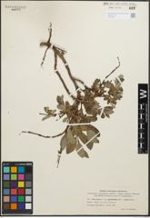 Foto von Salix glauca var. appendiculata Wahlenb. x Salix reptans Rupr.